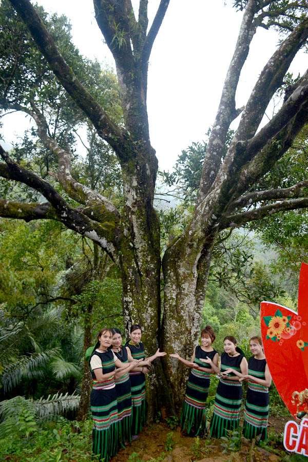 C&acirc;y[-]Quế[-]đầu[-]ti&ecirc;n[-]được[-]c&ocirc;ng[-]nhận[-]C&acirc;y[-]Di[-]sản[-]Việt[-]Nam